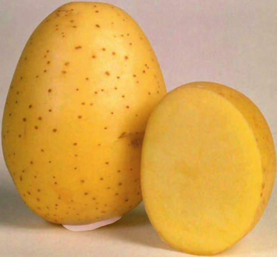 Винета сорт картофеля характеристика отзывы