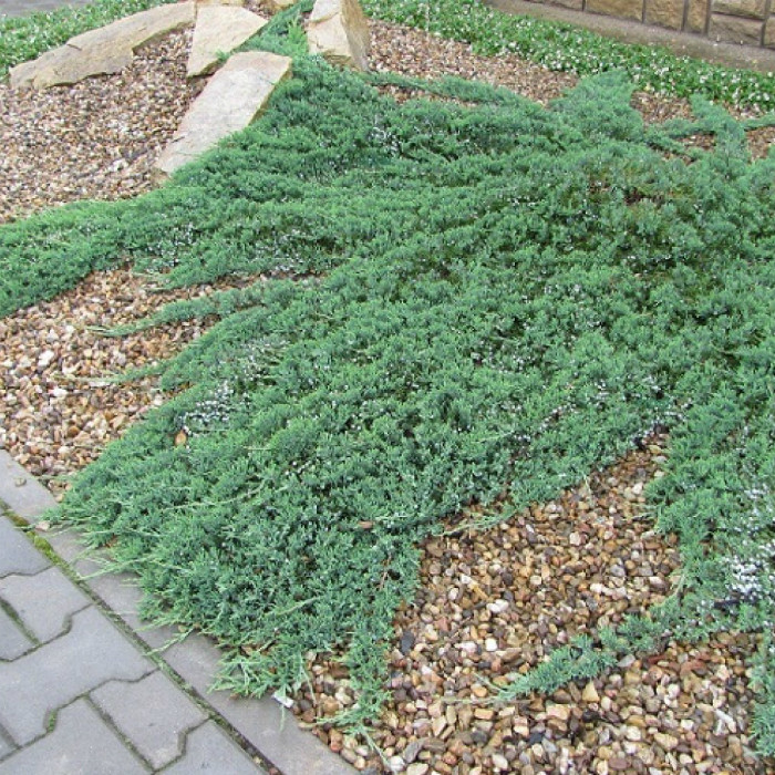 

Саженцы Можжевельника горизонтального Вилтони (Juniperus horizontalis Wiltonii)