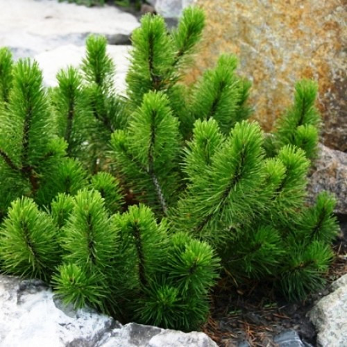 

Саженцы Сосны горной карликовой Ротундата (Pinus Mugo - Rotundata)