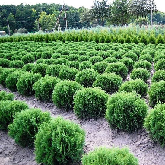 

Саженцы Туи западной Хосери (Thuja occidentalis Hoseri)