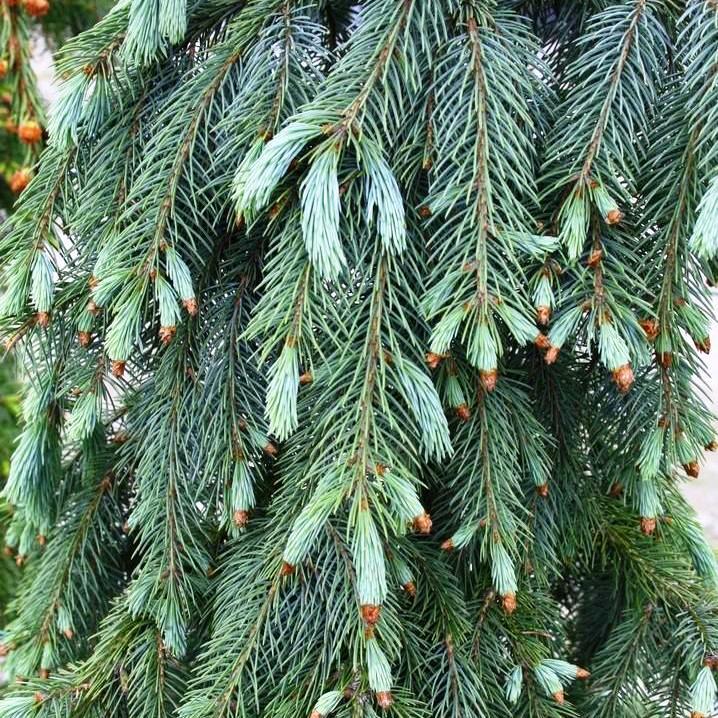 

Саженцы Ели Энгельмана (Picea engelmannii)