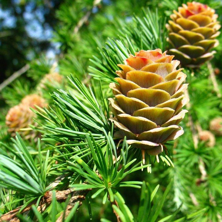 

Саженцы Лиственницы японской Кемпфера (Larix kaempferi)