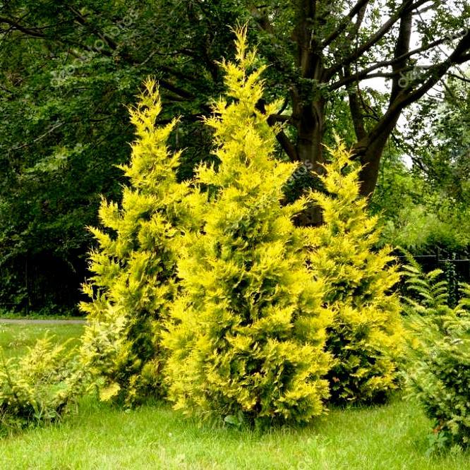 

Саженцы Туи западной Голден Брабант (Thuja occidentalis Golden Brabant)