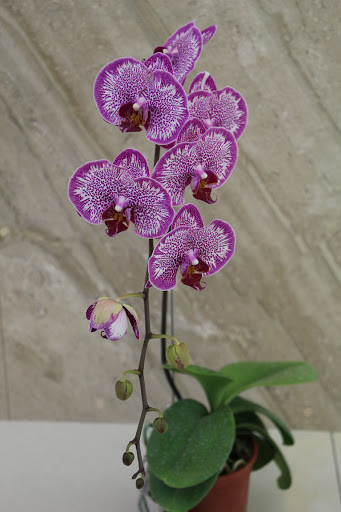 Орхидея, горшок 2.5" без цветов.  Star sparkle