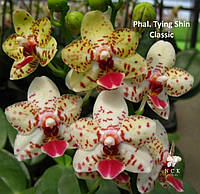 Орхідея Tying shin Classic, горщик 2.5" без квітів, фото 1