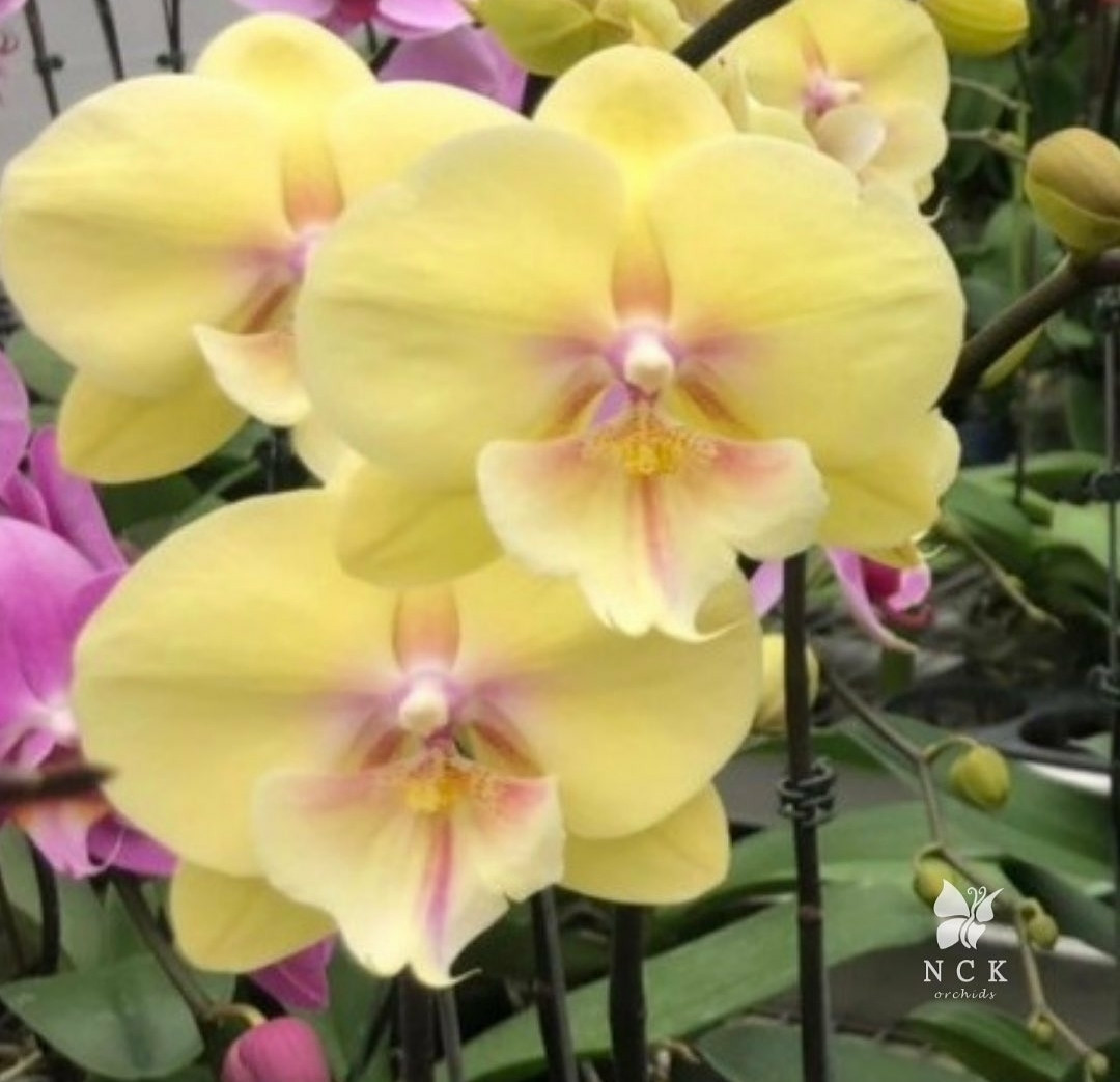 Орхидея, горшок 2.5", без цветов. Сорт биглип 6149
