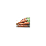 МАЦУРИ F1 (KS 7 F1) - семена моркови Шантане 10 000 семян, Kitano Seeds, фото 2