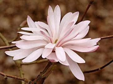 Саженец магнолии звездчатая Розеа Magnolia stellata 'Rosea'контейнер 7,5л