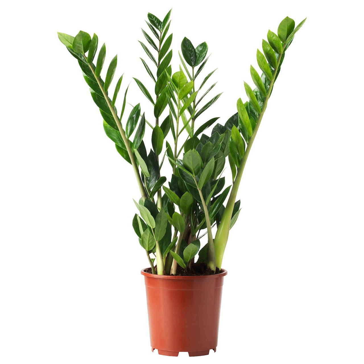 

Замиокулькас Rovinsky Garden (Zamioculcas, Долларовое дерево), 30 - 40см, объем горшка 0.85л - Код