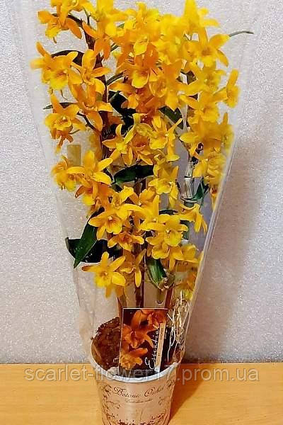 

Дендробіум (орхідея) 12*45 Nobile помаранчевий