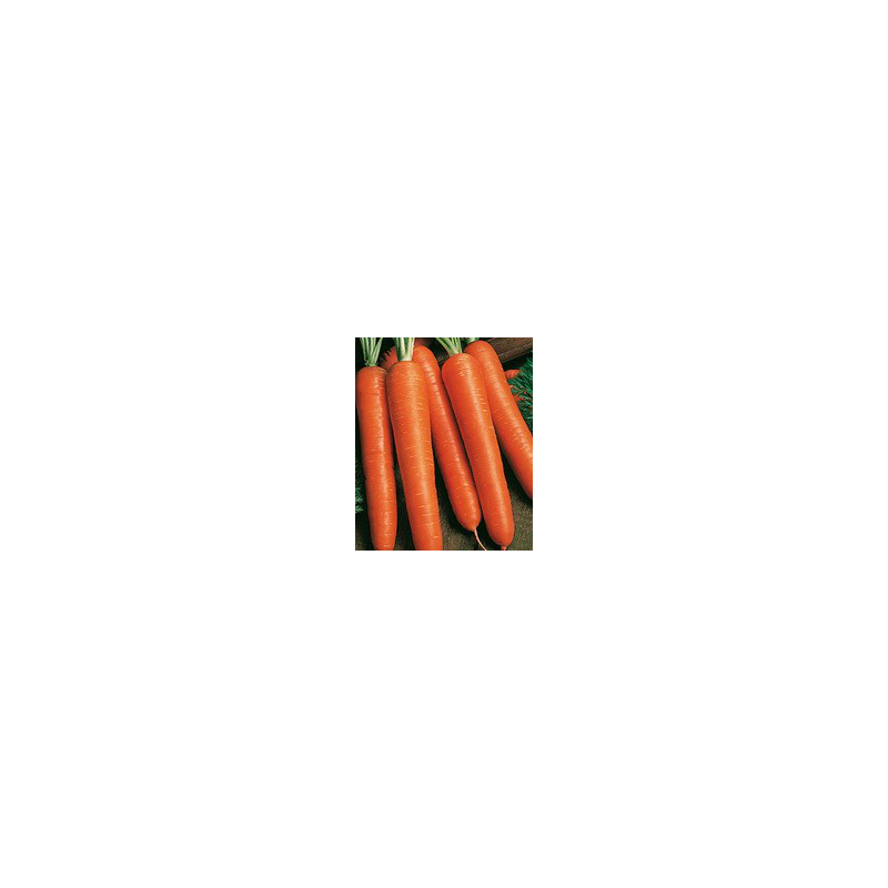 Ванда семена моркови Нантес
