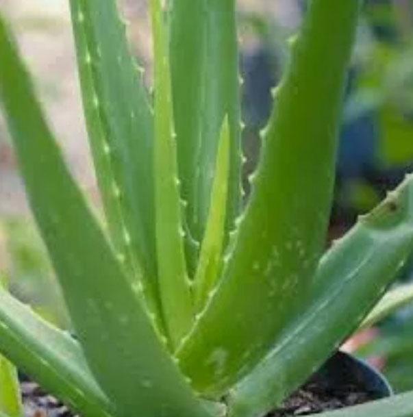 Суккулент Алое вера (Aloe Vera ) - лекарственное косметическое комнатное  неприхотливое растение, цена 130 грн - Prom.ua (ID#1393632444)