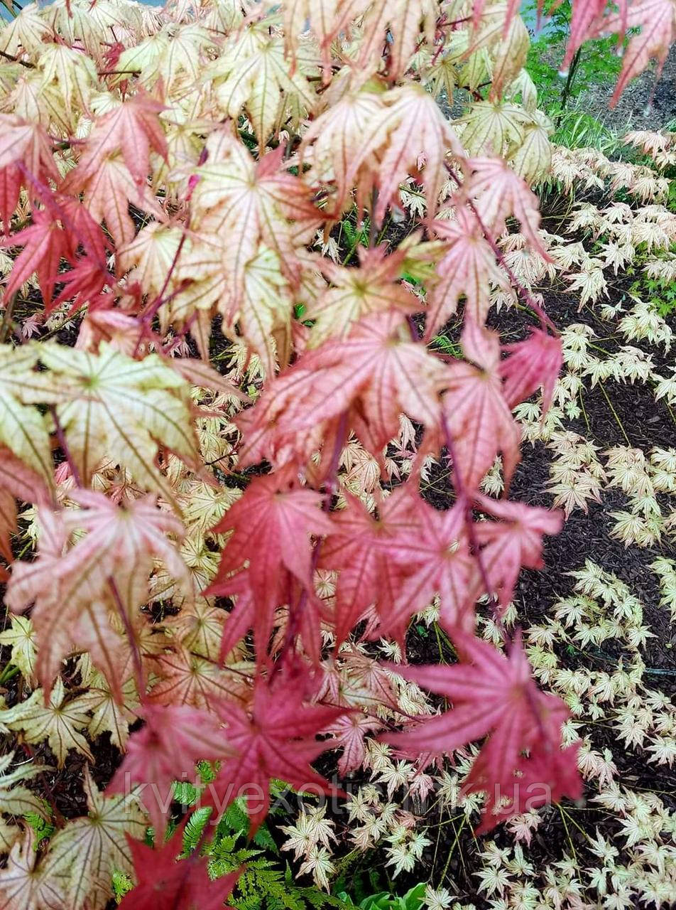 

Acer palmatum Peaches and Cream. Клен японский ПЕРСИКИ И СЛИВКИ.