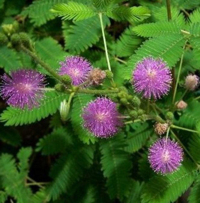 

Мимоза стыдливая (Mimosa pudica) - сенсорное, движущиеся, многолетнее, декоративное, комнатное, растение