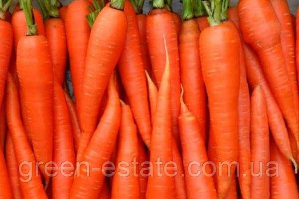 Голландське насіння моркви в Україні