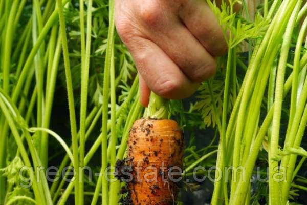 Цена на голландские семена моркови