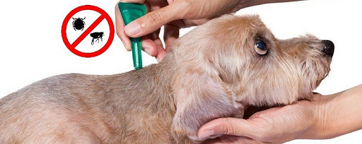 Основні правила захисту собак від кліщів
