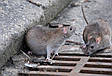 Отрута від щурів і мишей, родентицидний засіб від гризунів Бродіфакум (10 кг) Brody 2.5, Garden Lab, фото 3