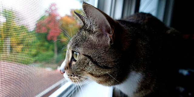 Москітна сітка анти кішка на пластикове вікно