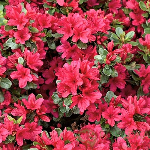 

Рододендрон тупой Модеркенсдах (Rhododendron obtusum Moederkensdag)