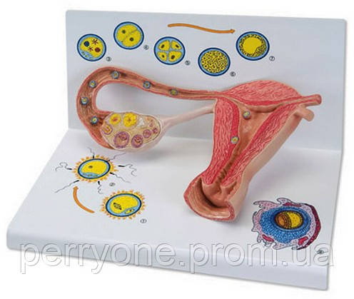 

Стадии оплодотворения и развития эмбриона SB45360 Праймед