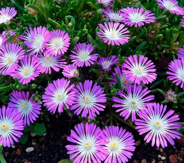 

12 Делосперма Стардаст/ Делосперма Звездная пыль /Delosperma Stardust/