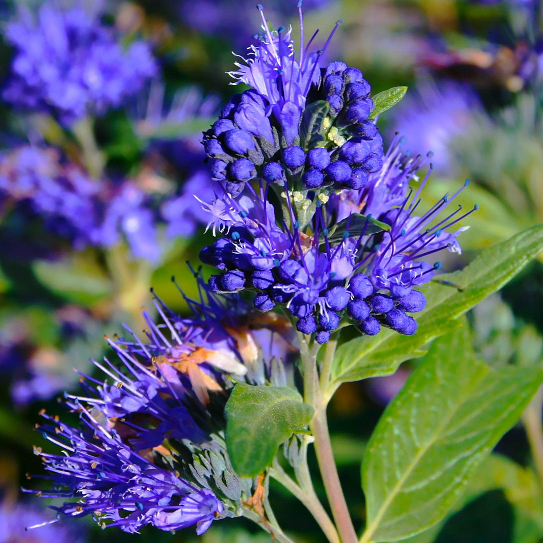 

Саженцы Кариоптериса кландонского (Caryopteris clandonensis)