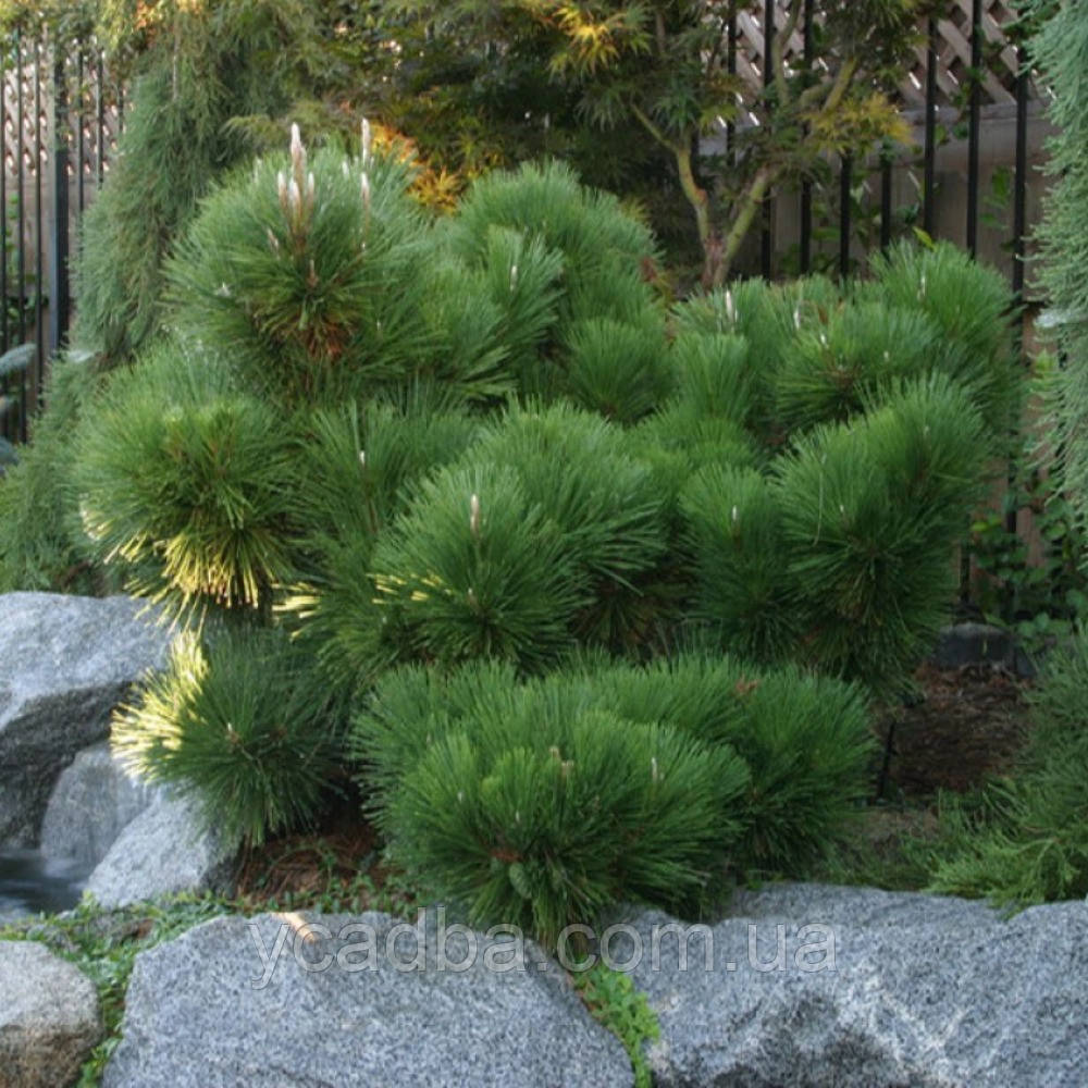 Хвойные каталог. Сосна Тунберга Pinus thunbergii. Сосна Тунберга Майджима. Сосна Тунберга Thunderhead. Pinus thunbergii 'Thunderhead'.