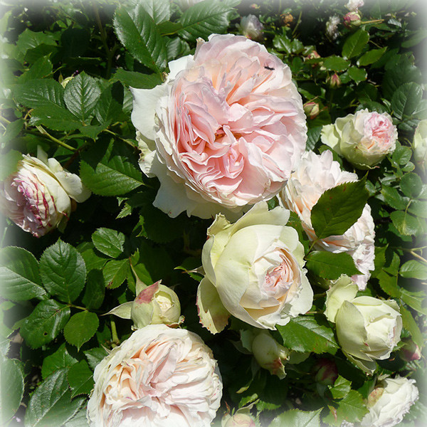 Роза плетистая Пале Рояль (Palais Royal), цена 130 грн - Prom.ua  (ID#1431187739)