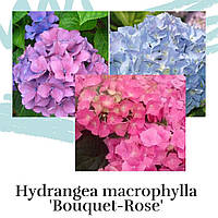 Гортензия (Hydrangea) крупнолистная розово-голубая C3, 3-ех летка Букет Роуз