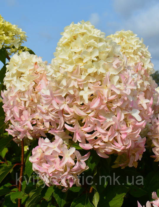 

Гортензия метельчатая "Скайфолл" Hydrangea paniculata "SKYFALL"