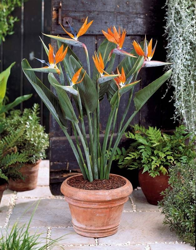 

Райская Птица️ Cтрелиция Королевская Rovinsky Garden Strelitzia Reginae (цветение на фото - декор), 30-40 см,