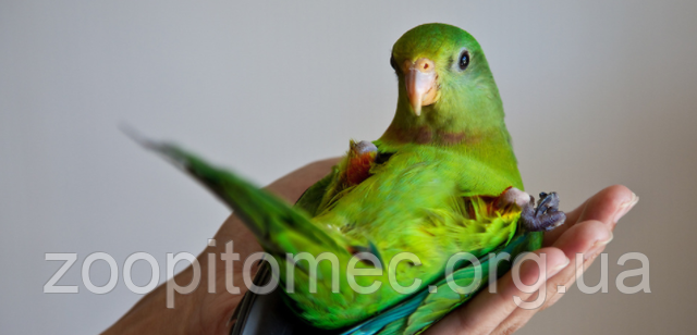 Птенцы попугая Розкошного из питомника
