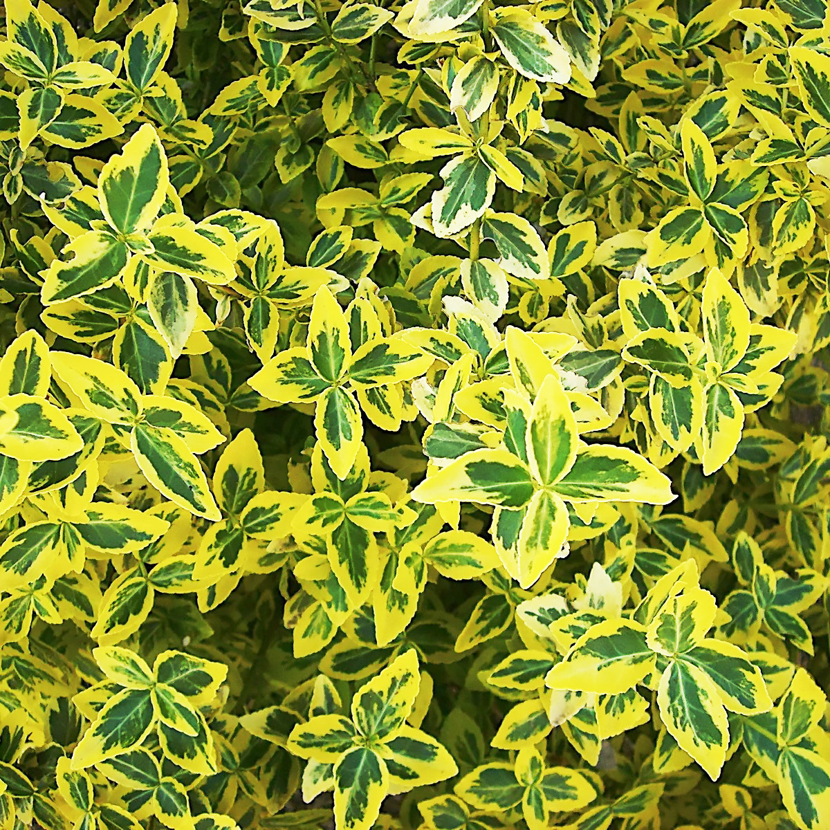 

Саженцы Бересклета Форчуна Эмеральд Голд (Euonymus fortunei Emerald 'n' Gold)