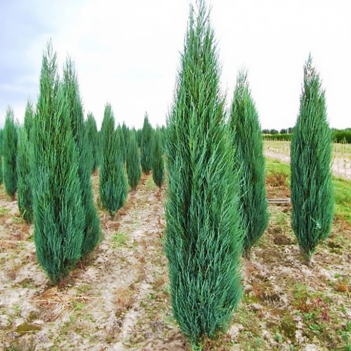 

Саженцы Можжевельника скального Блю Арроу (Juniperus scopulorum Blue Arrow)