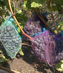 Сетка для защиты гроздей винограда зеленая 28*40см, (5 кг.)