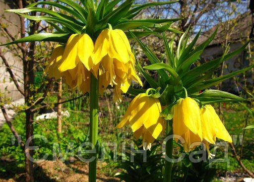 

Рябчик императорский Lutea (Лютея)