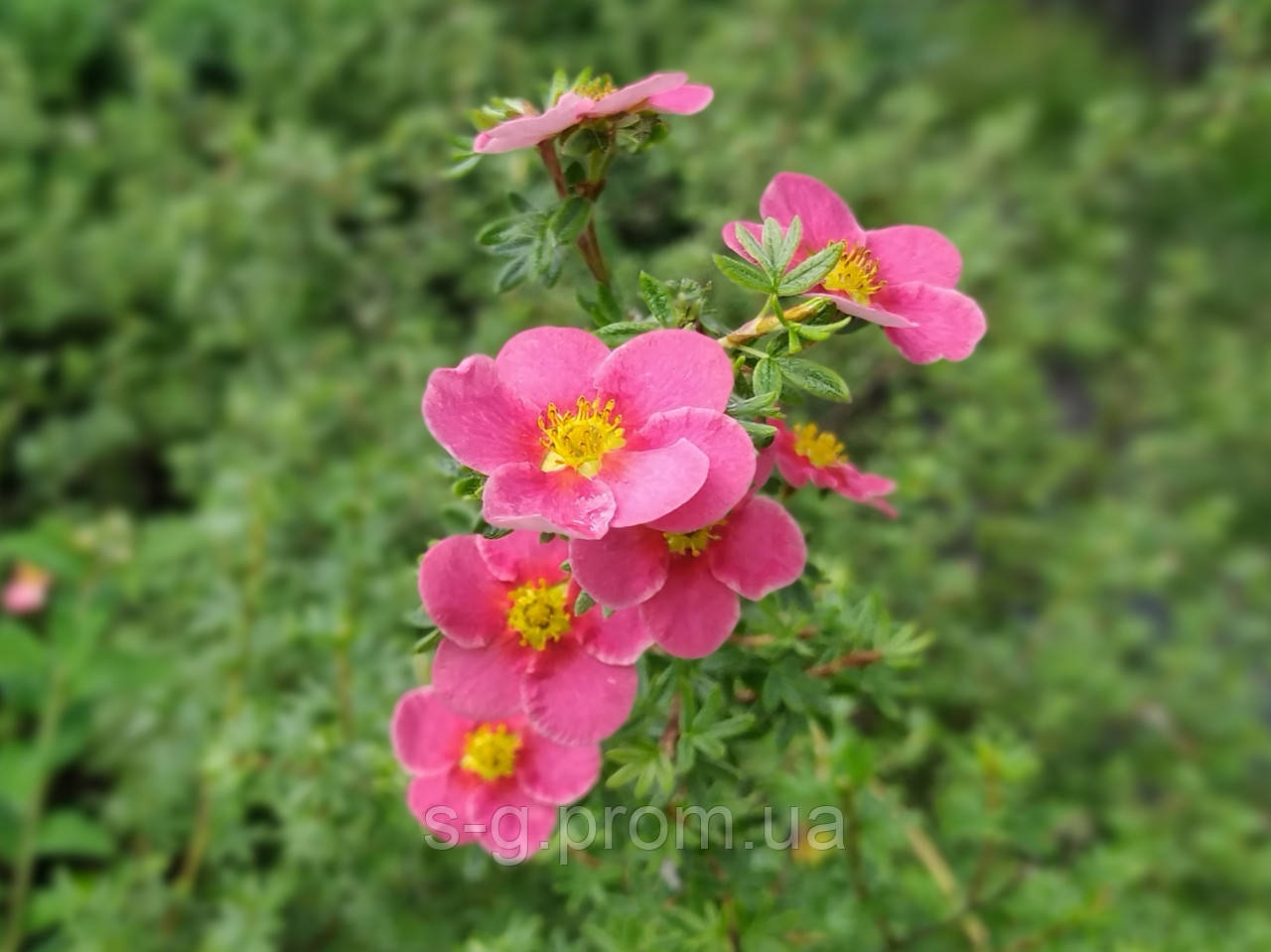 

Лапчатка малинова С3 (перстач)(лапчатка Potentilla fruticosa Pink )