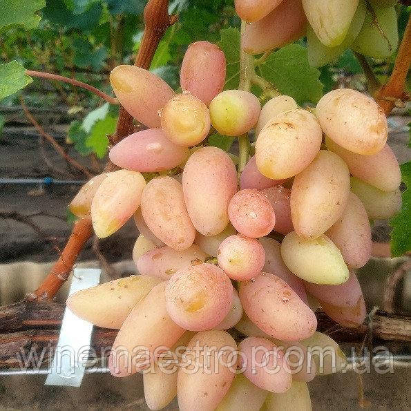 Виноград Кураж Описание Сорта Фото Виноград Кураж Описание Сорта Фото
