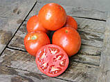ЛАМАНТИН F1 - насіння томату детермінантного 1 000 насінин, Nunhems, фото 2