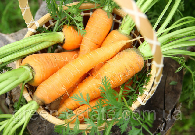 Інкрустоване насіння моркви оптом