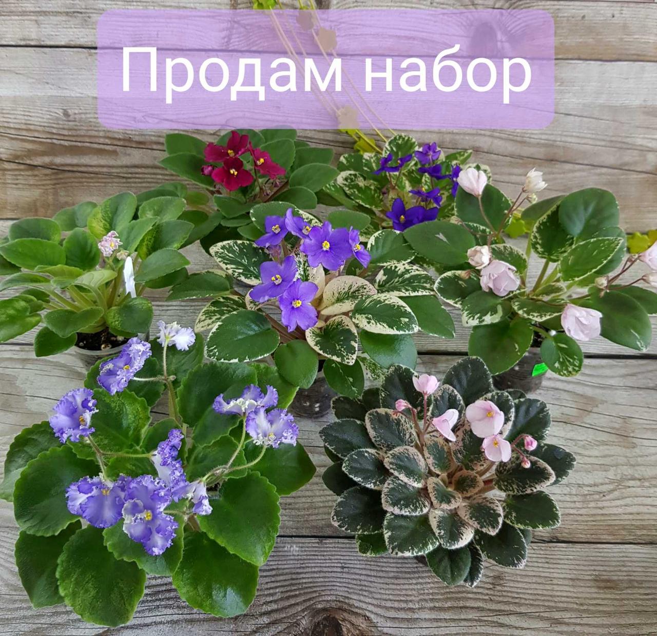

Набор фиалок мини и полумини