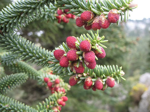 

Ялиця іспанська 'Glauca'/Abies pinsapo 'Glauca' С15 /Н 50-60