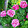 Роза паркова Фердинанд Пишард, фото 2