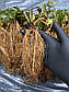 Саженцы клубники (рассада) Кэбот (Cabot) - поздняя, сладкая, урожайная, крупноплодная., фото 4