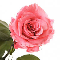 Долгосвежая роза Розовый Кварц 5 карат, фото 2
