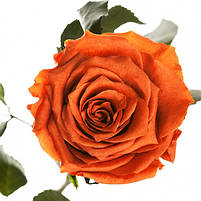 Три долгосвежих розы Огненный Янтарь 5 карат (короткий стебель), фото 2