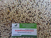 Семена Люпина на сидерат, 1 кг - хорошо накапливает азот в почве