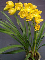 Орхидея цимбидиум Kusuda fantasy горшок 2.5, без цветов