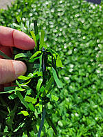 Огорожа декоративна трав'яна зелена AgroStar (40*40мм/1,2*10м)
